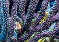   Flamingo Snail Roatan Honduras taken Canon wide angle lens ikelite housing video light. light  